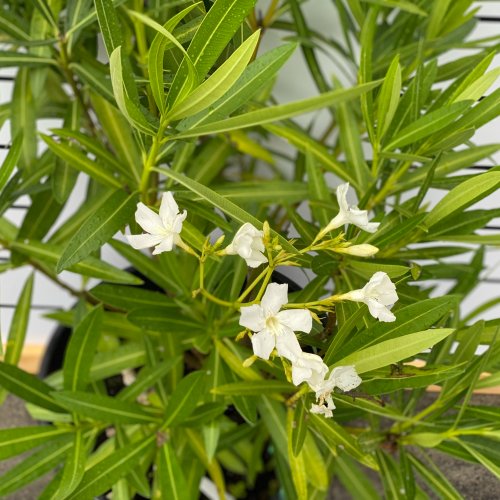Oleander obyčajný (Nerium oleander) biely - výška 50-70 cm, kont. C5L (-10/-12°C) NA KMIENKU
